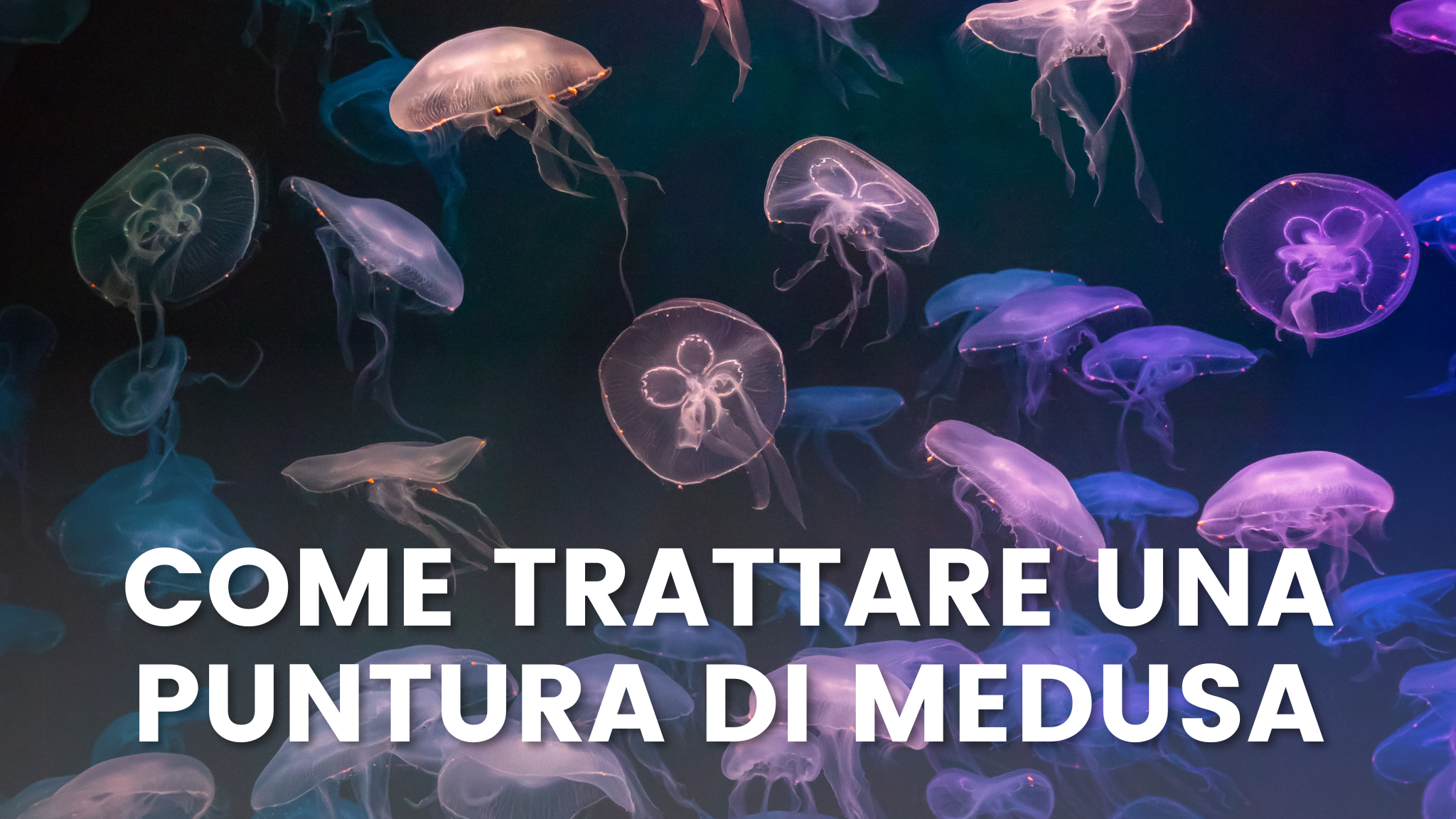 copertina che mostra un mare con tante meduse