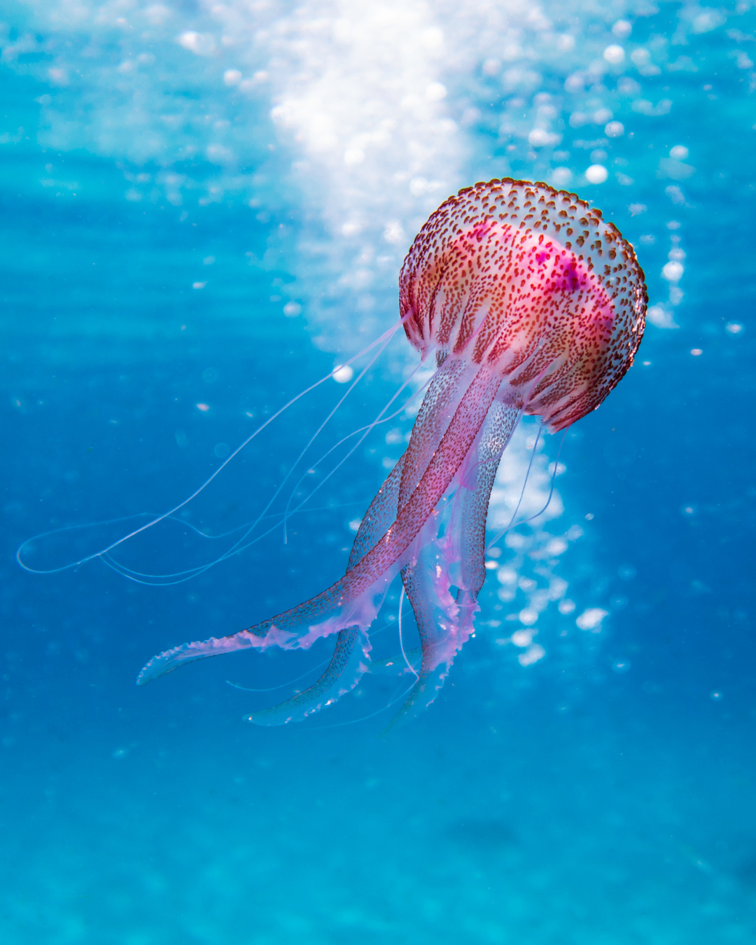 una medusa in fondo al mare